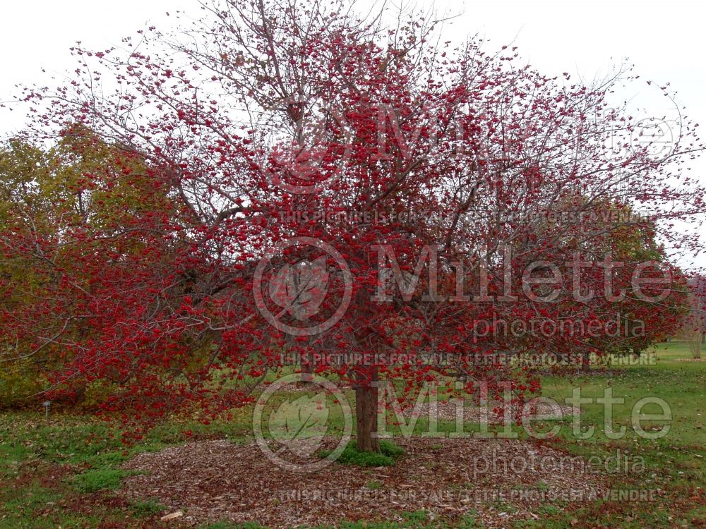 Crataegus crus-galli (cockspur thorn) 2 