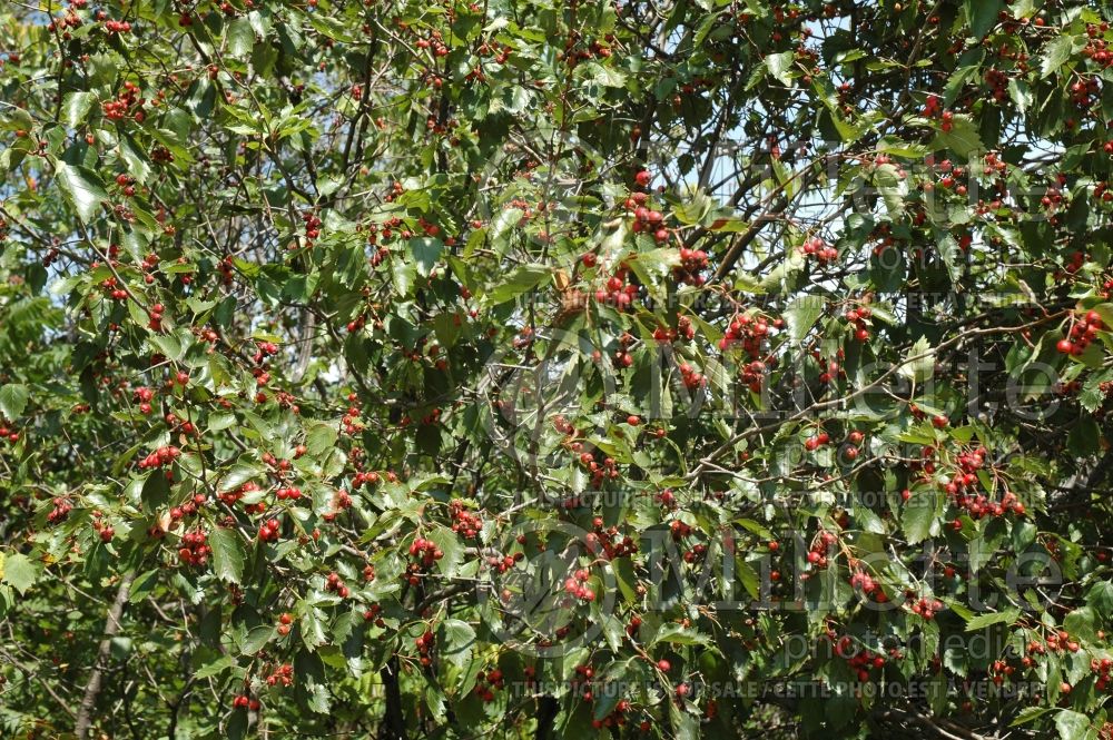 Crataegus crus-galli (cockspur thorn) 3 