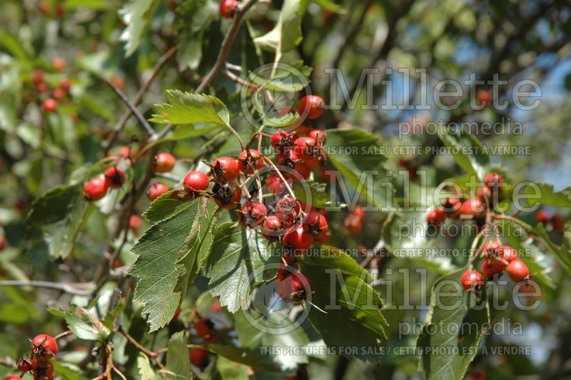 Crataegus crus-galli (cockspur thorn) 4 