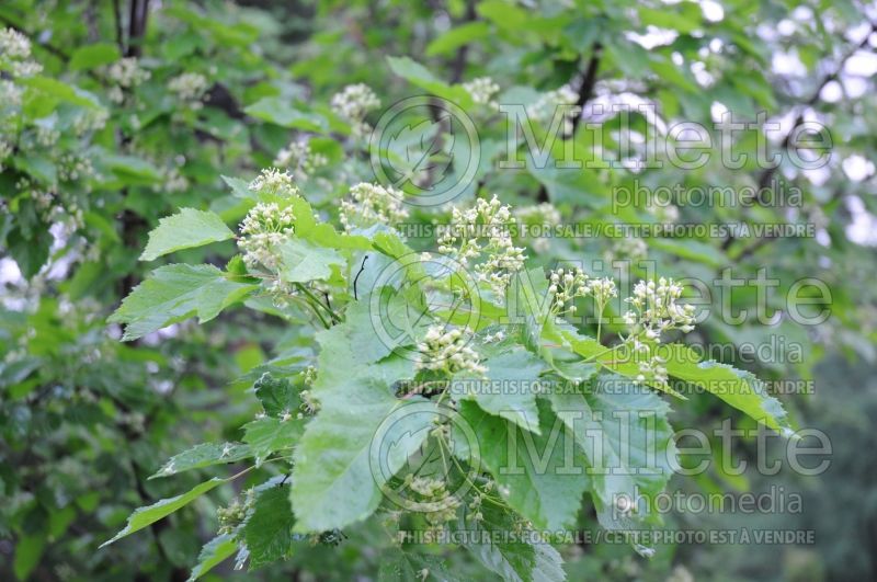 Crataegus crus-galli (cockspur thorn) 6 