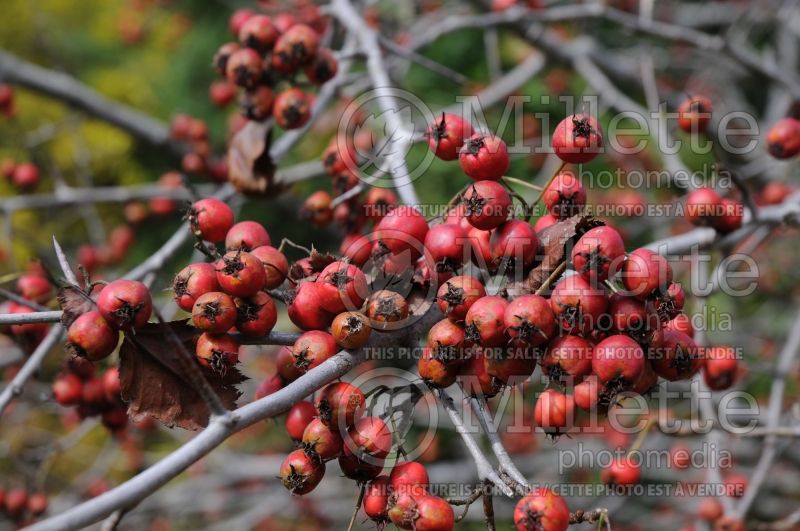 Crataegus crus-galli (cockspur thorn) 7 