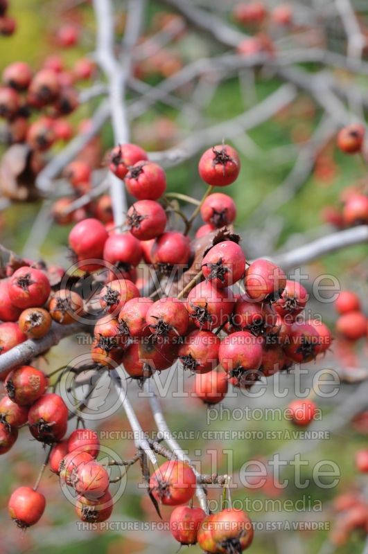 Crataegus crus-galli (cockspur thorn) 8 