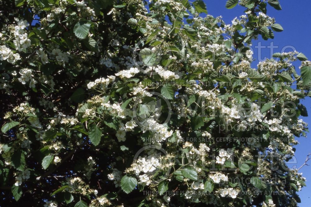 Crataegus crus-galli var. inermis (cockspur thorn) 1 