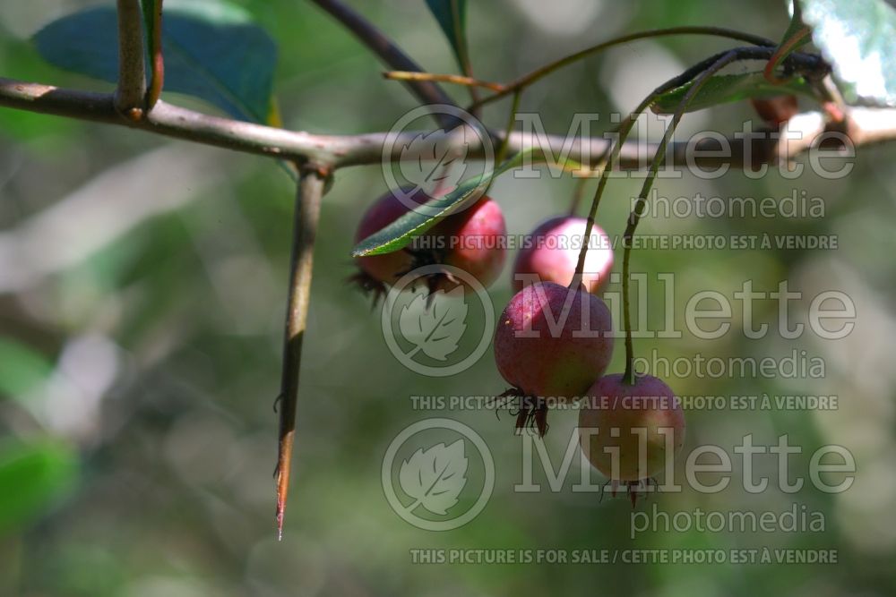 Crataegus douglasii (Hawthorn) 4