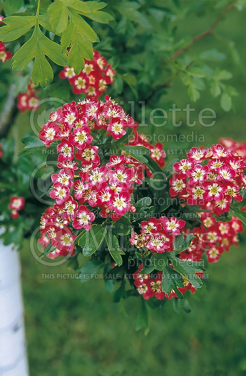 Crataegus Crimson Cloud (Hawthorn) 1 