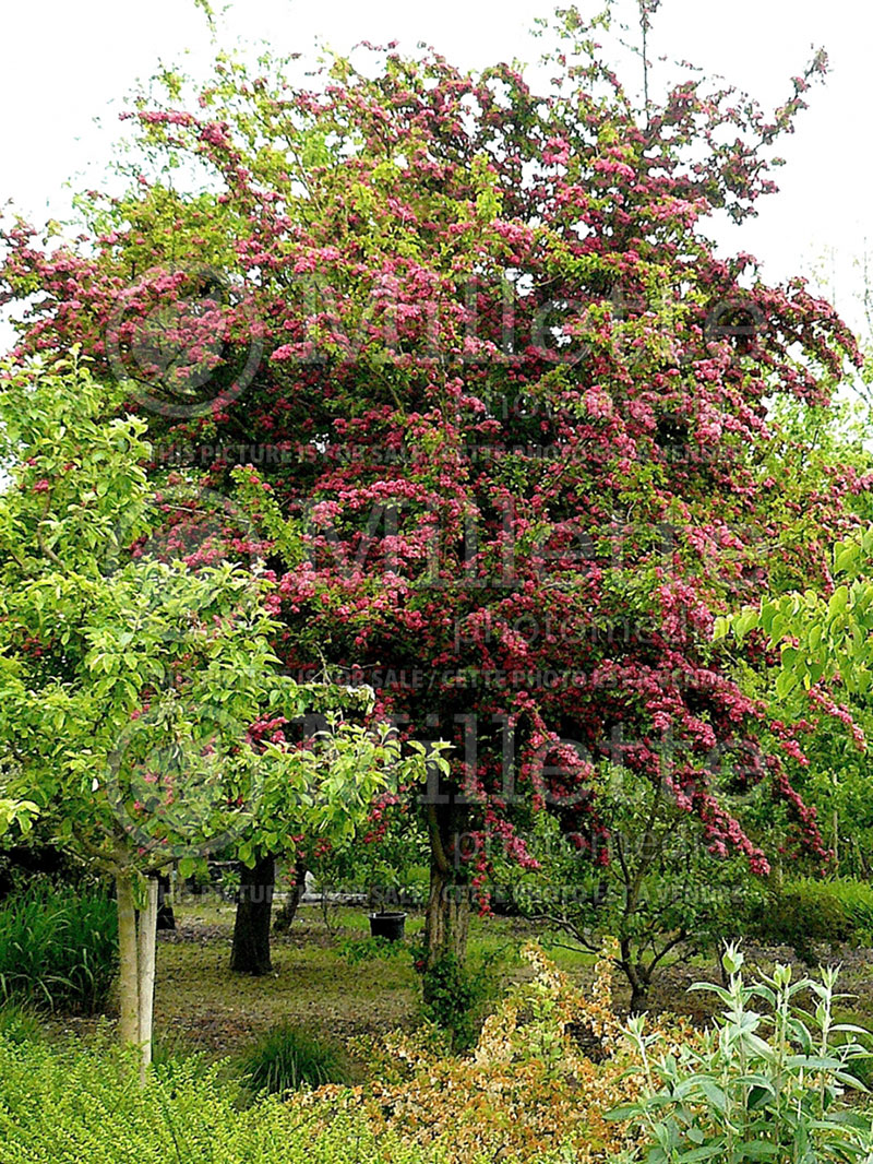 Crataegus Paul's Scarlet (Hawthorn) 2 