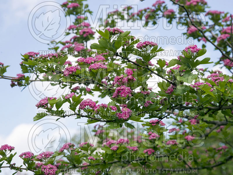 Crataegus Paul's Scarlet (Hawthorn) 5 