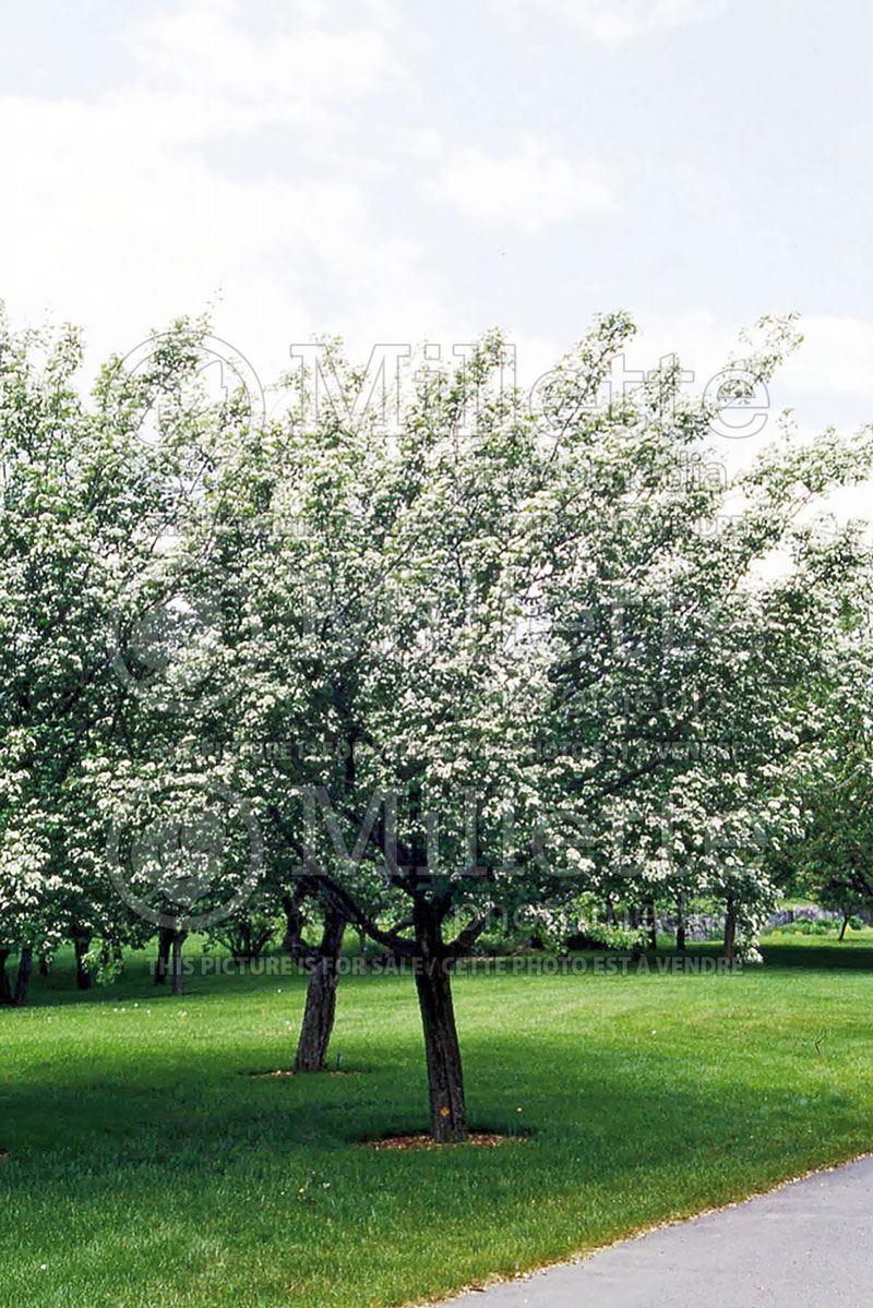 Crataegus Snowbird (Hawthorn) 2 