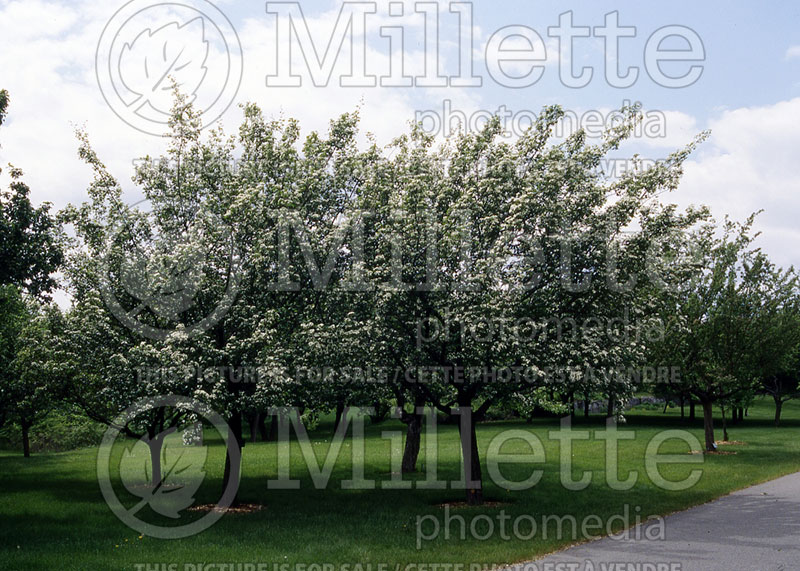 Crataegus Snowbird (Hawthorn) 1 