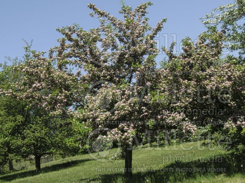 Crataegus Toba (Hawthorn) 3 