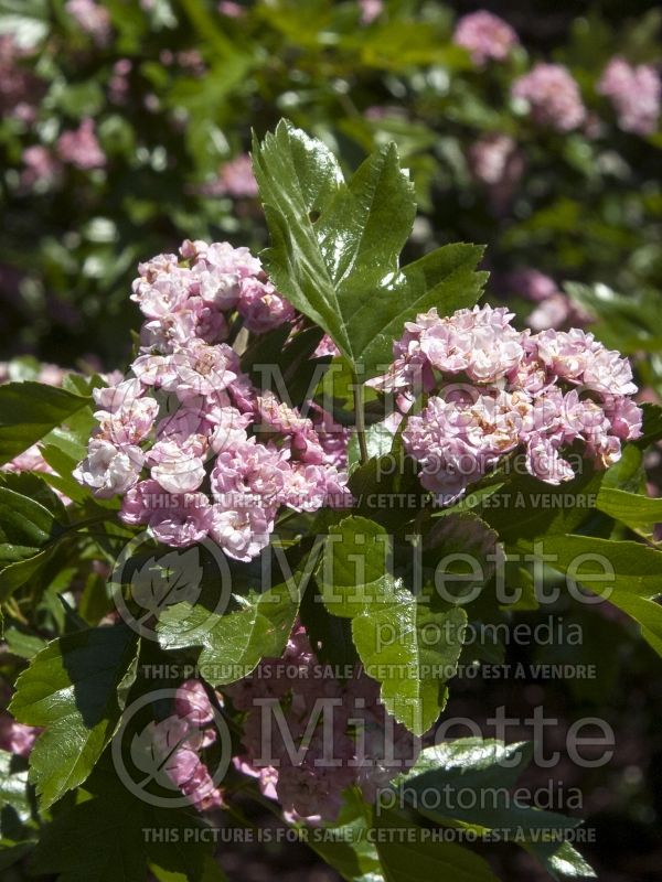 Crataegus Toba (Hawthorn) 4 