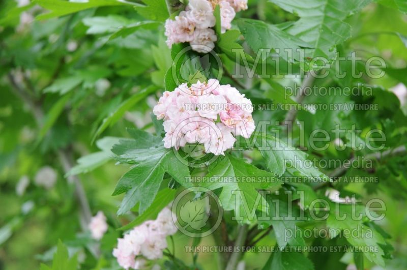 Crataegus Toba (Hawthorn) 2 