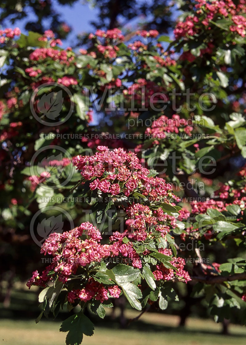 Crataegus Paul's Scarlet (Hawthorn) 6 