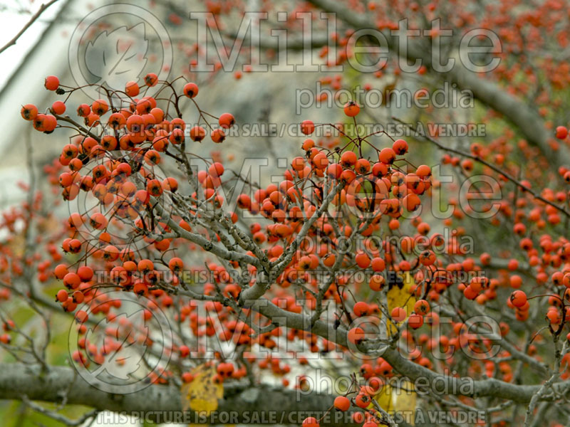 Crataegus Winter King (Hawthorn) 10 