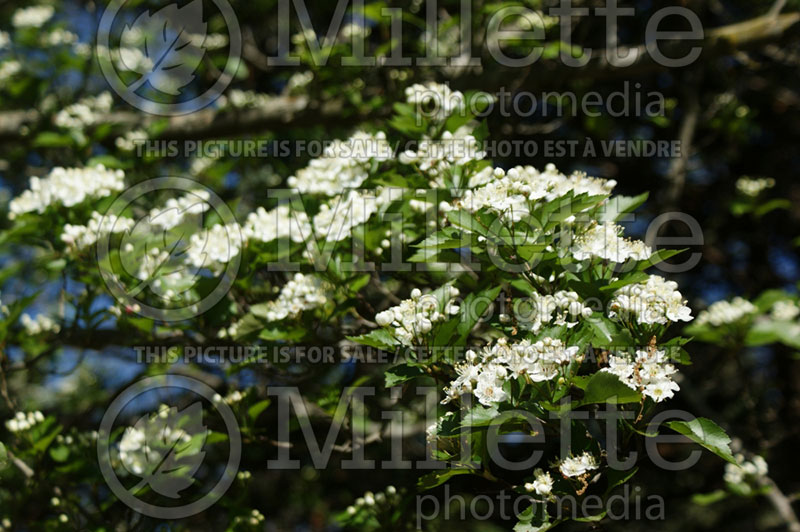 Crataegus Winter King (Hawthorn) 9 