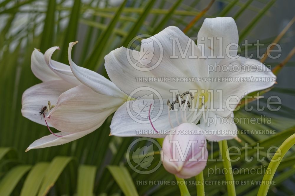 Crinum jagus (St. Christopher lily y) 1 