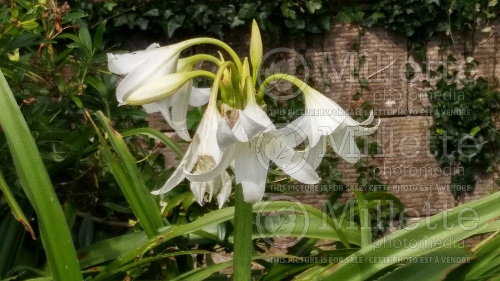 Crinum Album (Red Bog Lilly) 2 