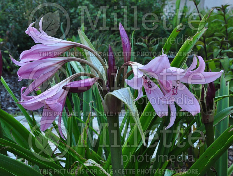 Crinum powellii (Red Bog Lilly) 1 