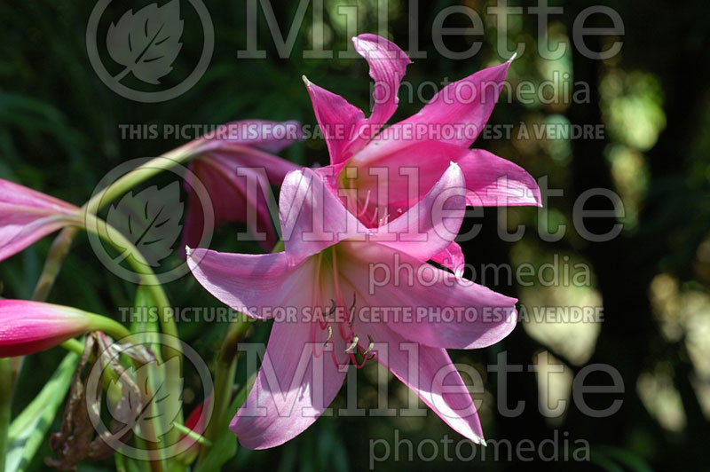 Crinum Sangria (Red Bog Lilly) 1 