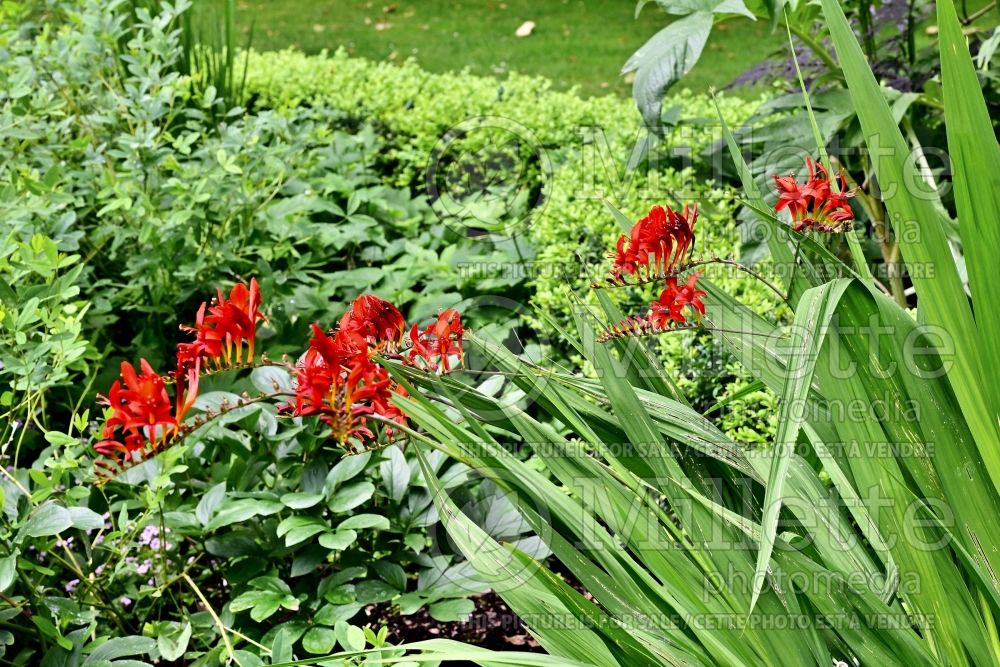 Crocosmia aurea (Crocosmia, Montebretia) 1 