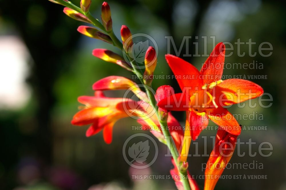 Crocosmia Firefly (Crocosmia, Montebretia) 1 