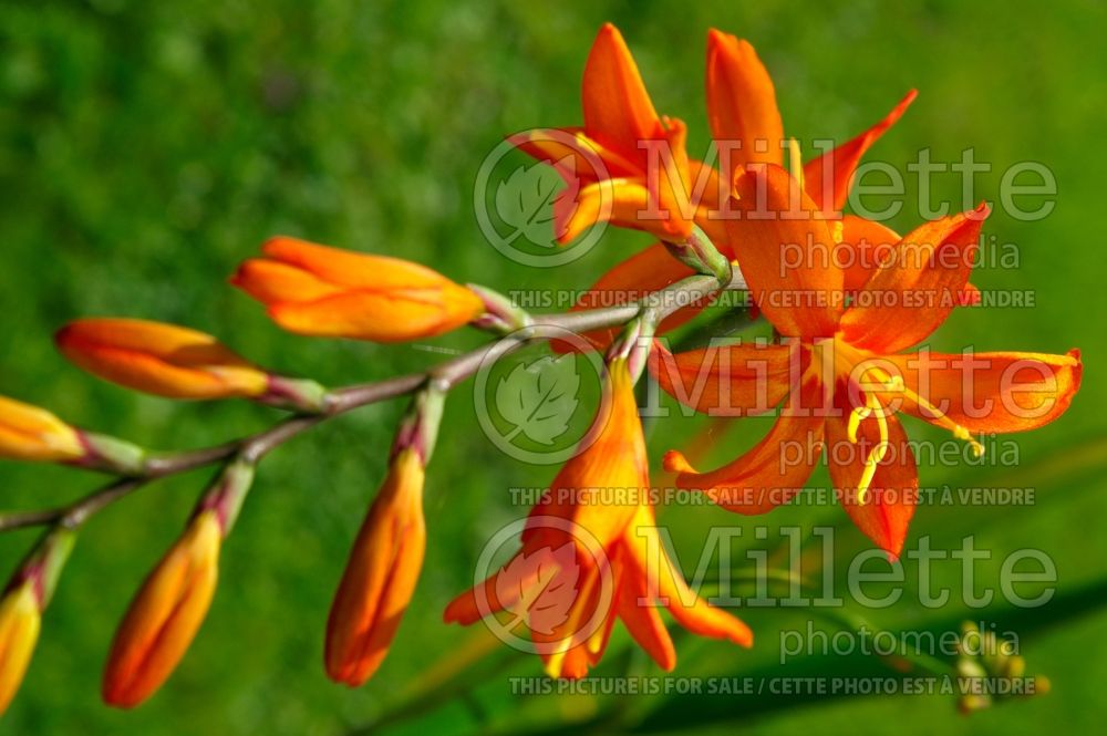 Crocosmia Jupiter (Crocosmia, Montebretia) 1 