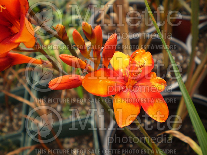 Crocosmia Bressingham Beacon (Montbretia) 1 