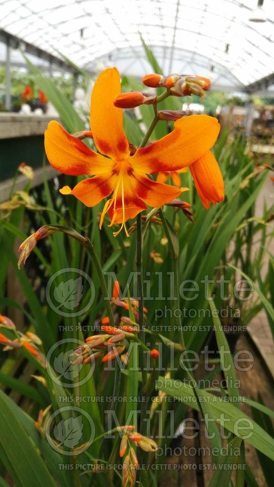 Crocosmia Emily McKenzie (Crocosmia, Montebretia) 3 