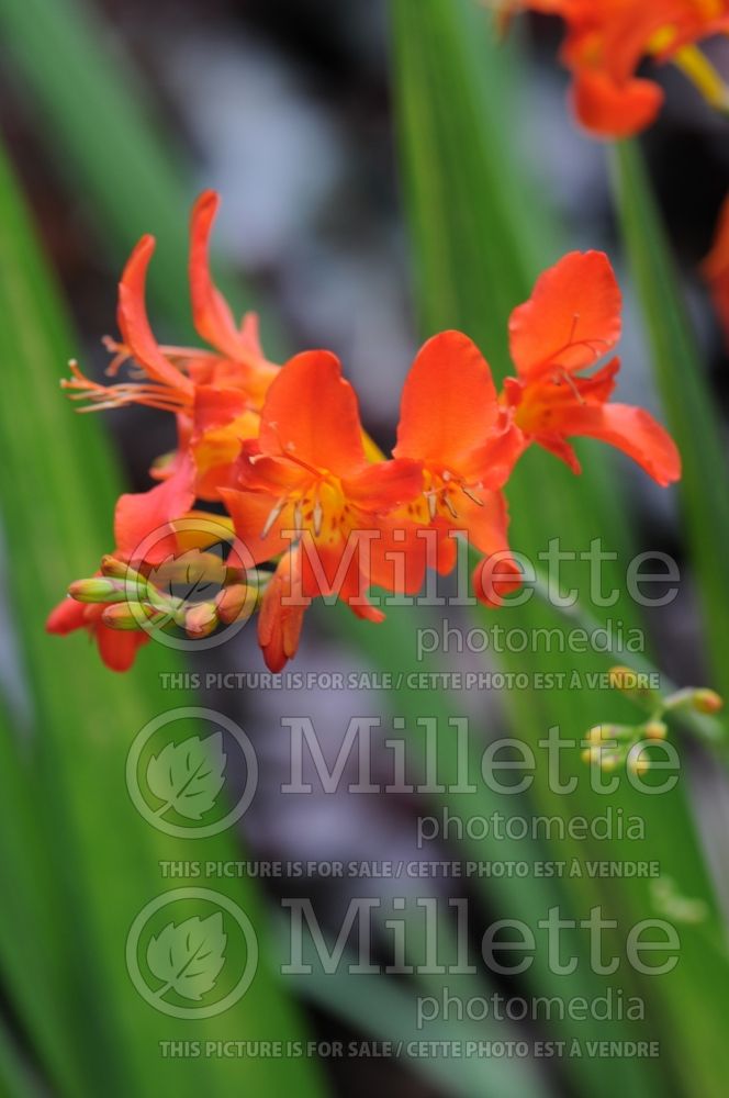 Crocosmia Limpopo (Crocosmia, Montebretia) 1 