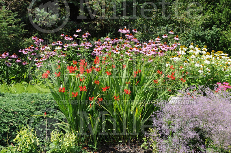 Crocosmia Lucifer (Crocosmia) 3 