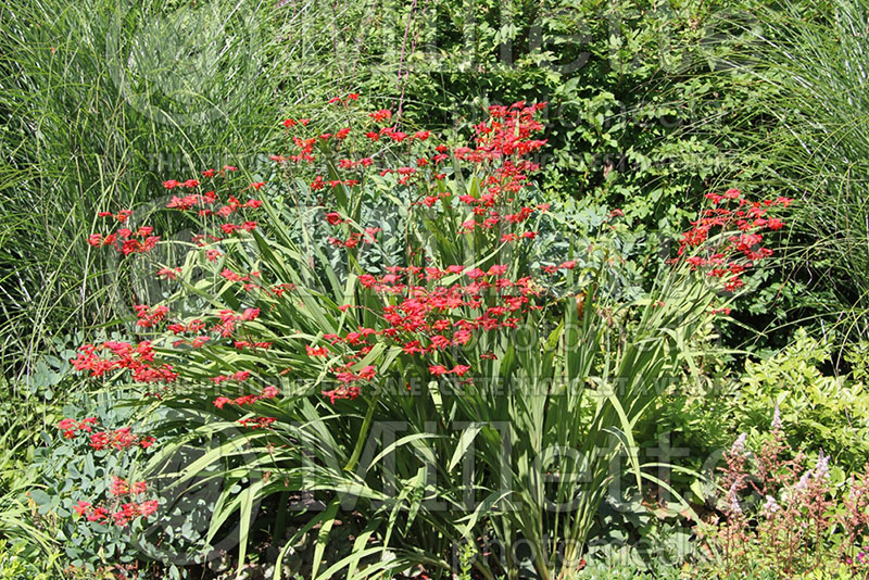 Crocosmia Emberglow (Crocosmia, Montebretia) 2 