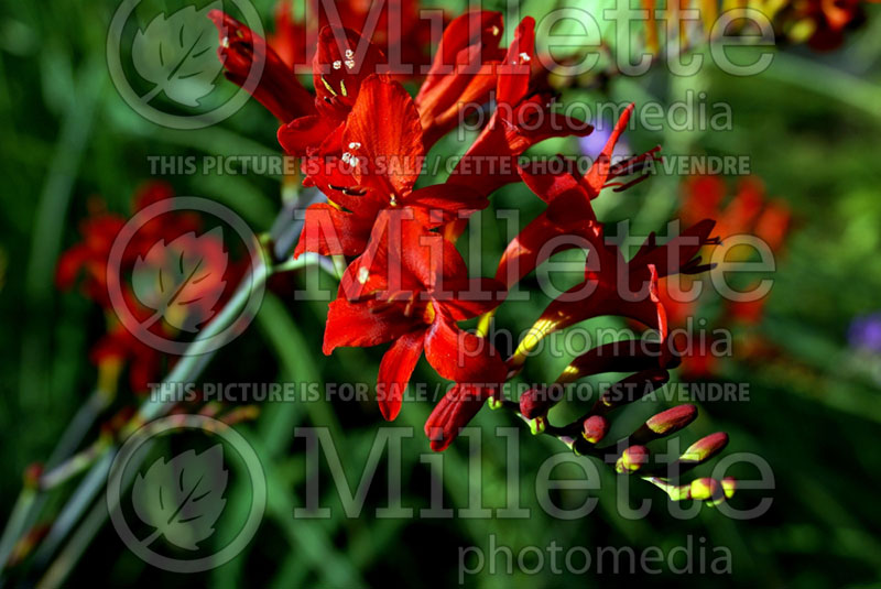 Crocosmia Emberglow (Crocosmia, Montebretia) 1 