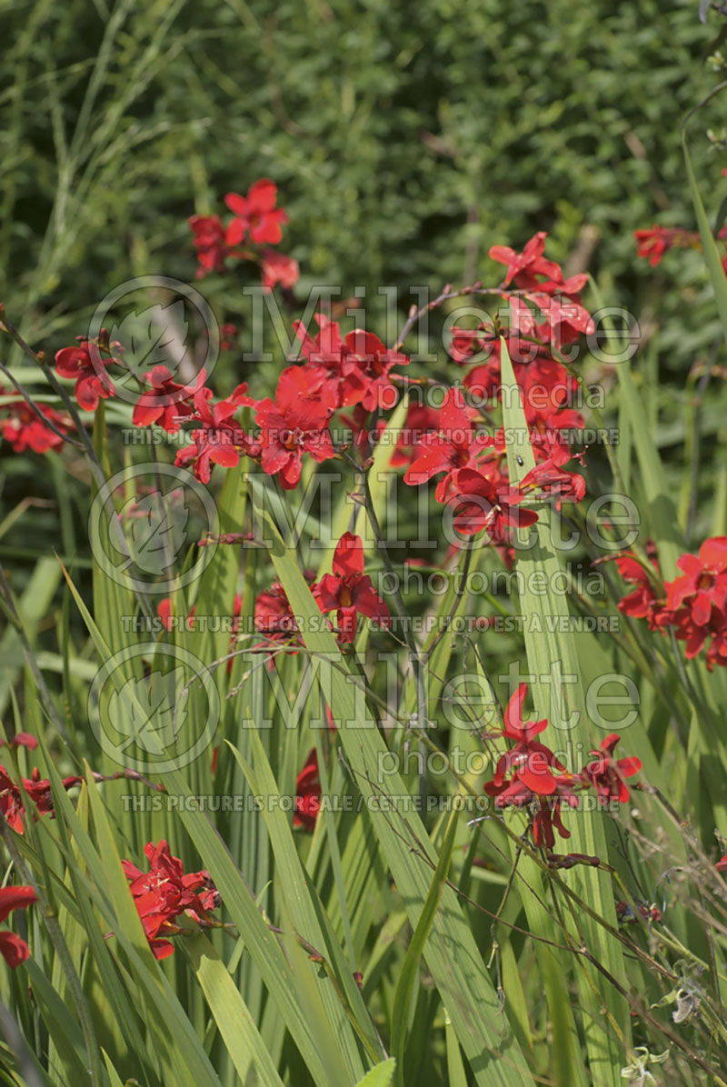 Crocosmia Hellfire (Crocosmia, Montebretia) 1 