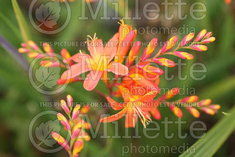 Crocosmia Highlight (Crocosmia, Montebretia) 1 