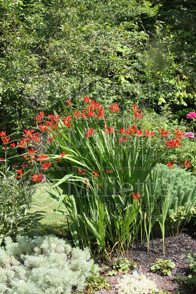 Crocosmia Lucifer (Crocosmia) 6 