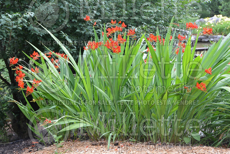 Crocosmia Lucifer (Crocosmia) 2 