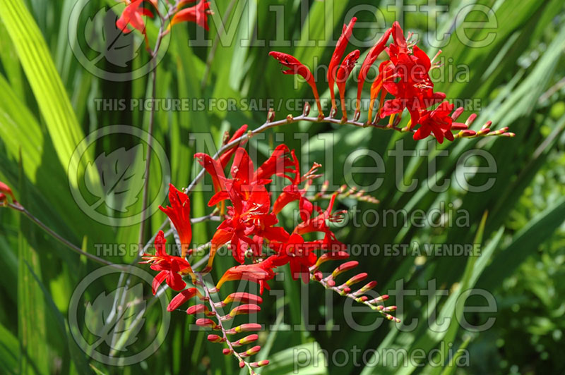 Crocosmia Lucifer (Crocosmia) 1 