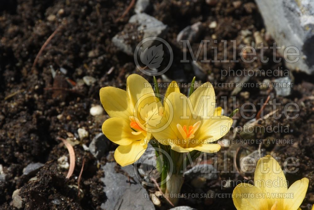 Crocus Early Gold (Crocus wild) 1 