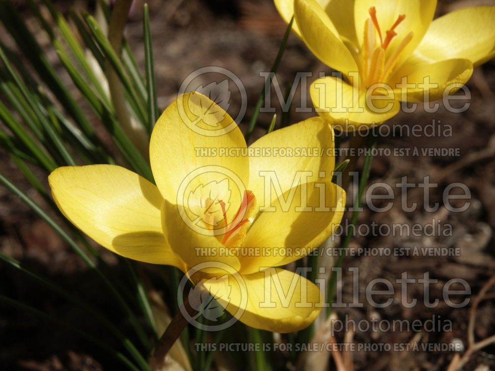 Crocus EP Bowles (Crocus wild) 1 