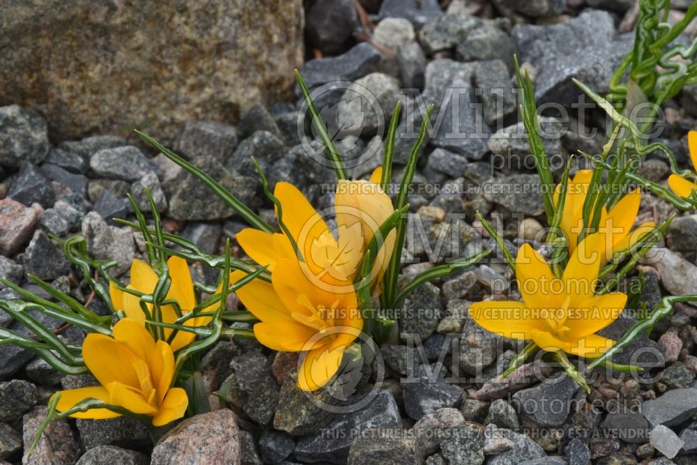 Crocus Golden Yellow (Crocus) 1 