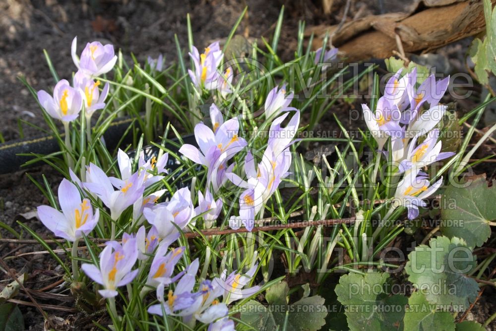 Crocus Lilac Beauty (Crocus) 1 