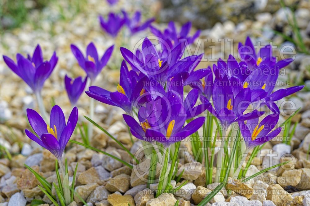 Crocus Whitewell Purple (Crocus) 1 