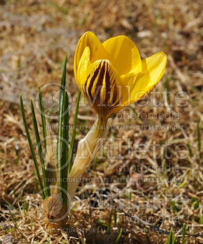 Crocus Gipsy Girl aka Gypsy Girl (Crocus wild) 1 