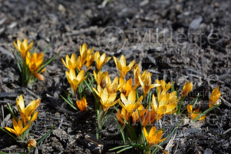 Crocus Orange Monarch (Crocus wild) 1 