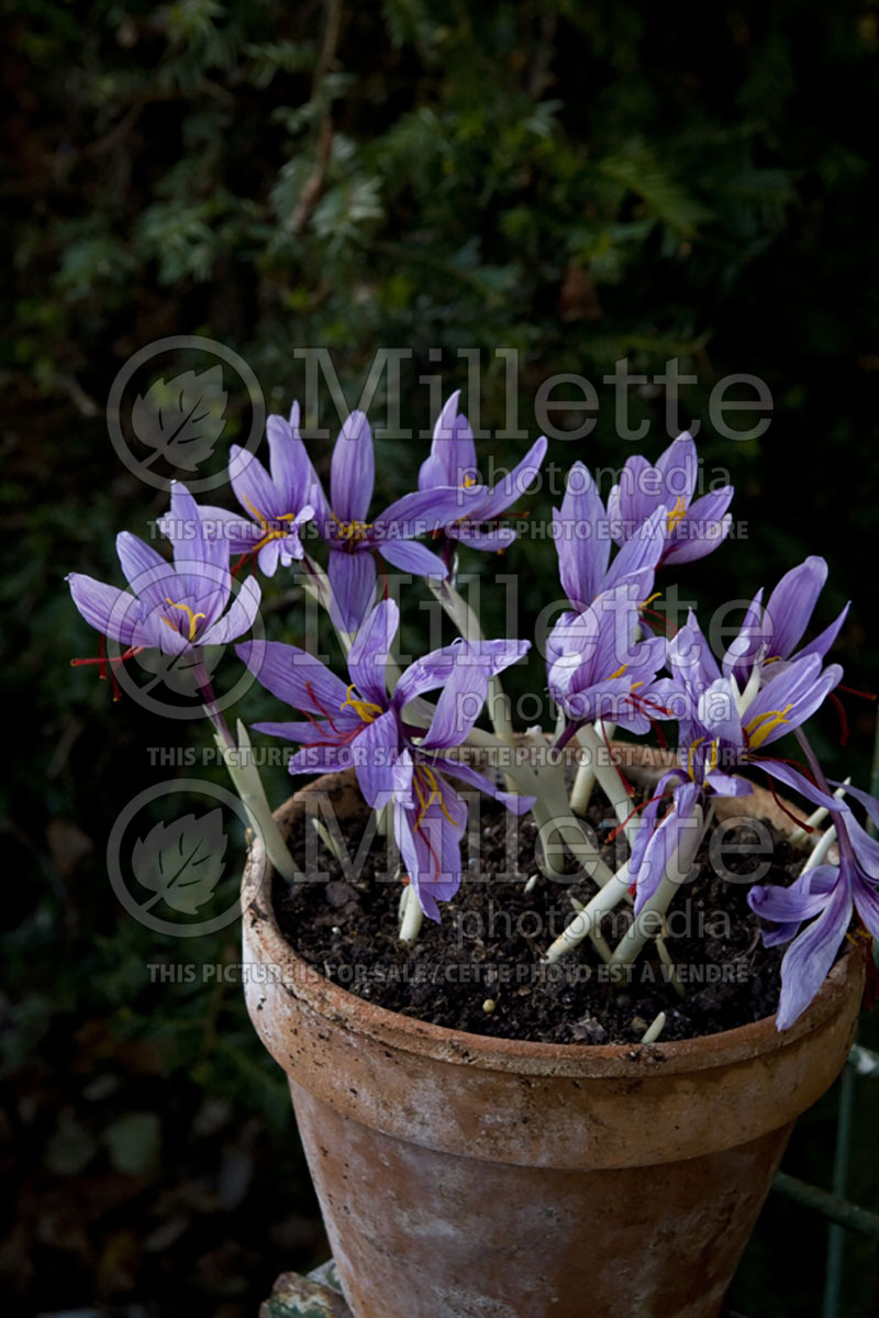 Crocus sativus (Crocus Saffron) 2 