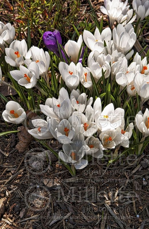 Crocus Jeanne d'Arc (Crocus) 2 