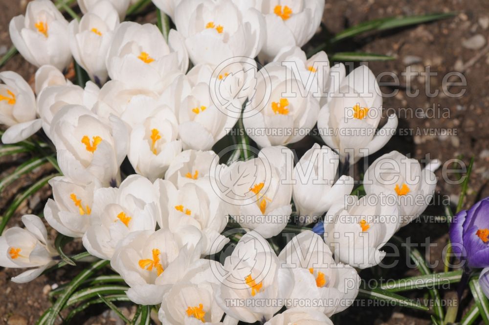 Crocus Jeanne d'Arc (Crocus) 1 