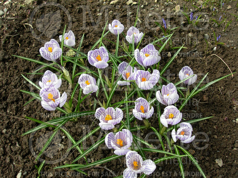 Crocus Pickwick (Crocus) 1 