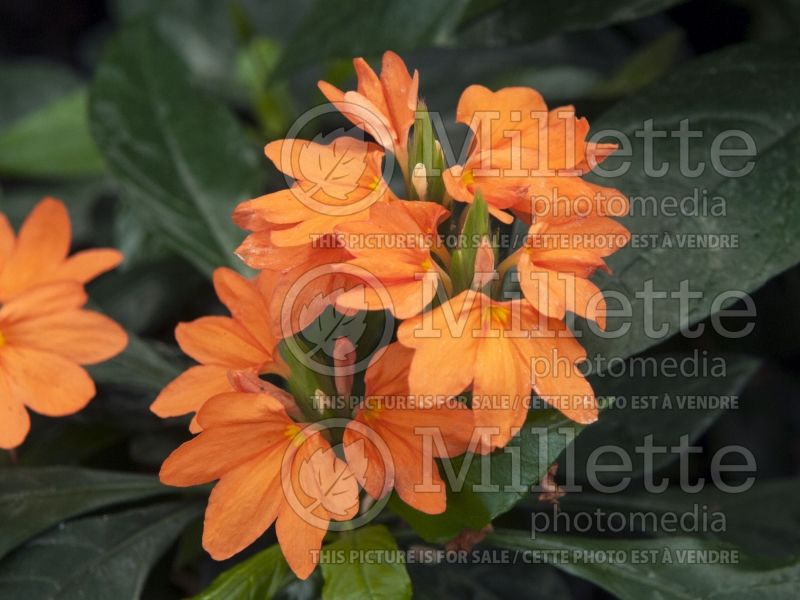 Crossandra Tropic Flame (Firecracker Flower) 2 