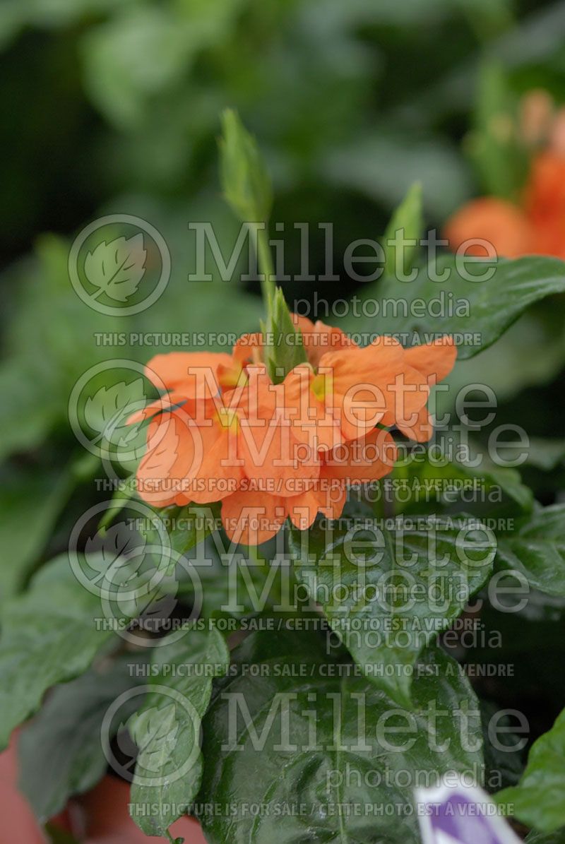 Crossandra Orange Marmalade (Firecracker Flower)  1